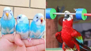 Baby Animals 🔴 Funny Parrots and Cute Birds Compilation (2022) Loros Adorables Recopilación #36