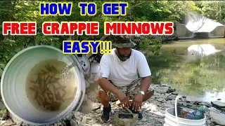 How to get FREE CRAPPIE MINNOWS...Easy!!! (everything you need to know) Crappie Town USA Baby