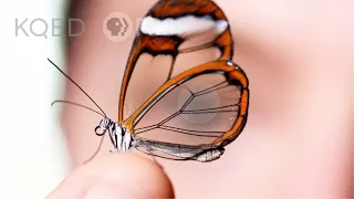 Glasswing Butterflies Want To Make Something Perfectly Clear | Deep Look