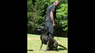 Fuego the dutch shepherd takes down a man