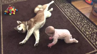 Siberian Husky and Baby Playing Together