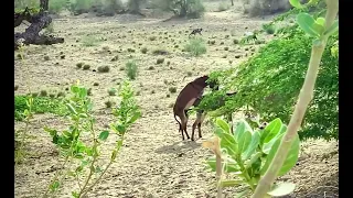 Animals Living Donkey Sex🫏❤️#foryou#animalsmeeting#animals#donkey#viral#viralvideo#video#new#anima