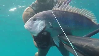 Spearfishing Croatia 2019