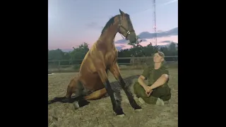 Обучение лошади .Учим не бояться уколов.Horse training .We teach you not to be afraid of injections.