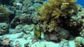 National Geographic - Desert Seas_Part2