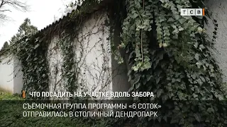 Что посадить на участке вдоль забора