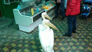 нападение пеликанов в магазине ялты
