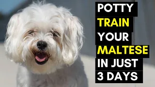 How to Potty Train Your Maltese Puppy - Simple and easiest Methods