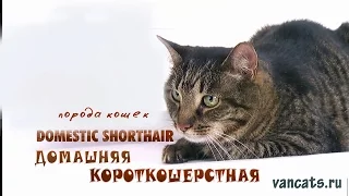 Домашние короткошерстные кошки, домашняя короткошерстная