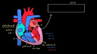 Layers of the heart |  Human anatomy and physiology |  Health and Medicine | Khan Academy Urdu