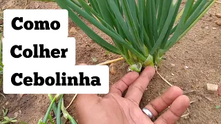 como colher cebolinha da maneira correta/Nonatão do sertão.