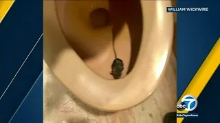 RAT-TLED: Toilet rat leaves Hermosa residents feeling flushed | ABC7