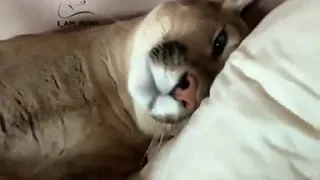 friendly puma is cuddling in bed with man