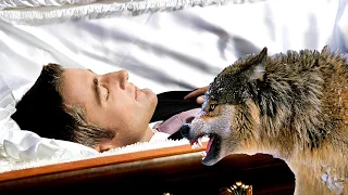 At a funeral, a wolf grabbed the dead man's throat. The reason surprised everyone!