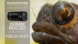 OM System (Olympus) 90mm Macro Lens Underwater Review - Field Test #underwaterphotography #macro