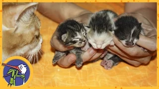 Cat Kitty gave birth to kittens. Search and rescue of lost kittens