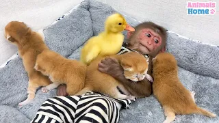 BiBi helps dad take care of cute little cats and ducks