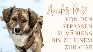 Die Reise von Manila - einem traumatisierten Hund aus Rumänien // Teil 1