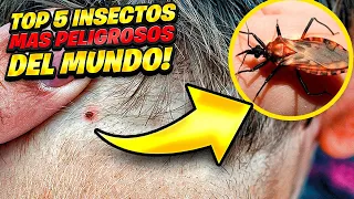 TOP 5 INSECTOS MÁS PELIGROSOS DEL MUNDO