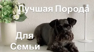 Цвергшнауцер . Почему? why did you choose a schnauzer?