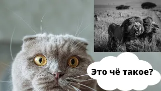 Откуда столько храбрости???