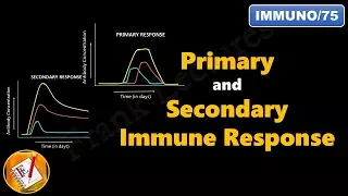 Primary and Secondary Immune Response (FL-Immuno/75)