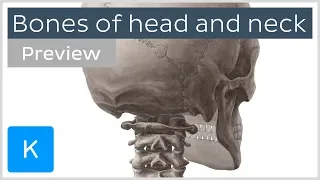 Bones of the head and neck: skull and cervical spine (preview) - Human Anatomy | Kenhub