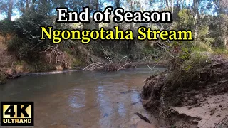 End of Season on The Ngongotahā Stream in 4K