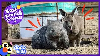 Rescued Kangaroo Uses Wombat Best Friend As A Blanket | Best Animal Friends | Dodo Kids