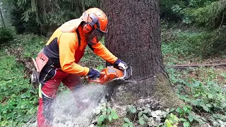 Lumberjack felling a tree VS Chainsaw Husqvarna 560XP