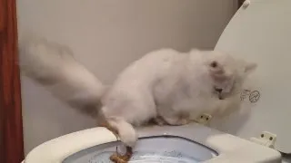 Cat slides while pooping FAIL