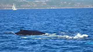 Humpback whale - Samana - 23/02/2024