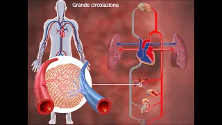 La circolazione sangue