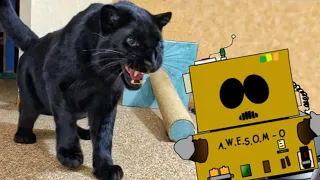 Homemade robot for panther Luna🤖🐆