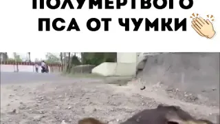 Спасли полумёртвого пса от чумки.👏