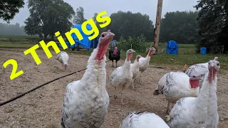 TURKEYS - 2 Things To Consider Before Raising Turkeys!