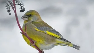 Пение Лесная канарейка (Зеленушка) Carduelis chloris