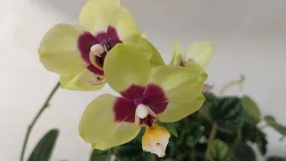 Fertilizers for orchids. Lack and excess of fertilizers. Why does the leaf turn yellow?