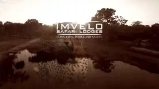 Imvelo Safari Lodges - Cheetah Diaries