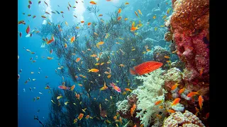 My best photos from diving in Egypt