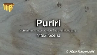 Puriri (vitex lucens) - Mitch's World of Woods