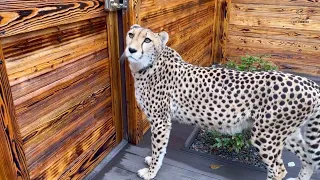 Gerda is a very curious cheetah! The new territory was mastered real quick!