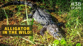 We saw ALLIGATORS! - Jean Lafitte National Historical Park and Preserve (38 of 419)