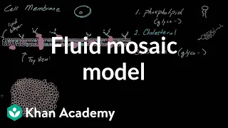 Cell membrane overview and fluid mosaic model | Cells | MCAT | Khan Academy