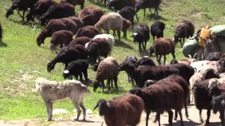 Tajik shepherd dogs from different flocks in the wild