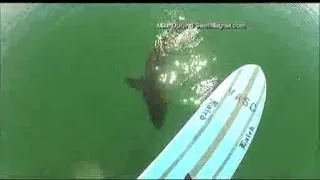 Paddleboarder spots great white shark