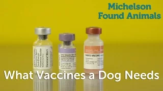 What Vaccines a Dog Needs