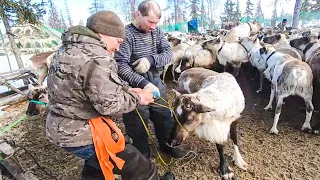 Один день из жизни коми оленеводов Ямала  | Изьватас олэм  09.03.2022 г.