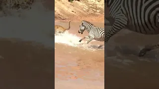 Leopard Attack on Baby Zebra while mother tries helping #shorts