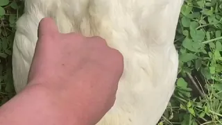 Duck loves belly rub